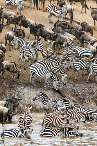 White-bearded wildebeest and zebras gather on the banks of the Mara river during the annual great migration. Masai Mara  Kenya
