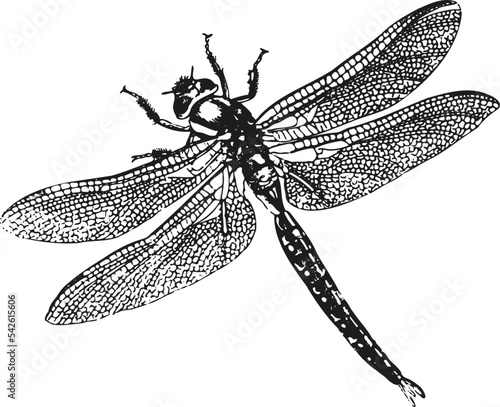 inspiring insect vector