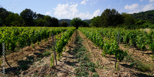 vine Margaux chateau vineyard Medoc in Bordeaux France Europe photo