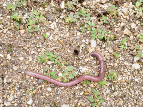 地面の上のミミズ