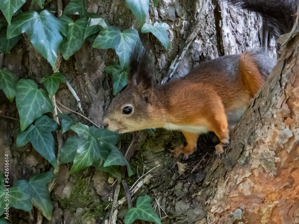 Close-up shot of the Red Squirrel (Sciurus vulgaris) with summer orange and brown coat sitting on the branch