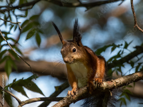 Close-up shot of the Red Squirrel (Sciurus vulgaris) with summer orange and brown coat sitting on a branch with sky in the background