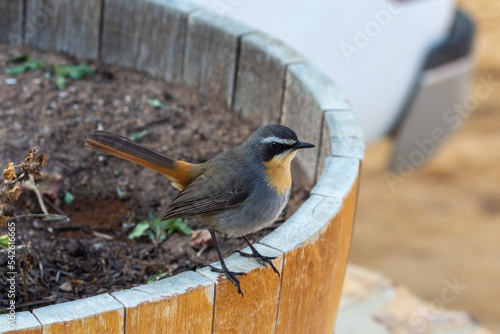 Cape Robin-chat in the Cederberg Mountains, Western Cape of South Africa