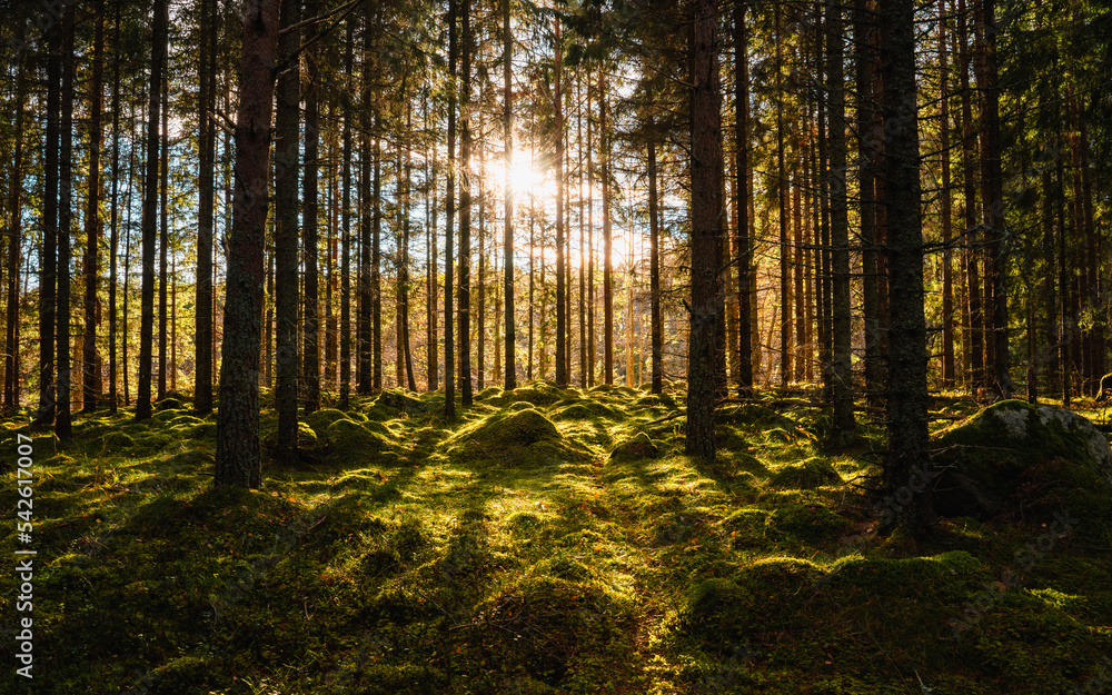 Obraz premium Moody Swedish forest in northern Uppland. The photos are taken during fall. 