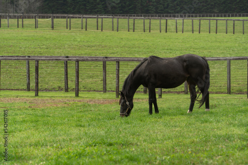 草を食べる牧場の馬