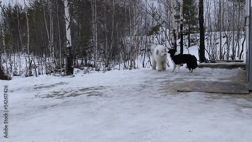 Dog Bobtail and Border Collie frolic and play with each other.