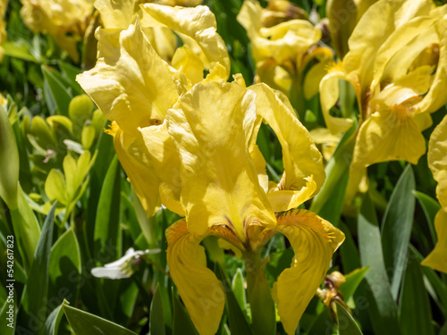 Pygmy iris or dwarf iris (Pumila Hybrida) Excelsa blooming with light primrose yellow bitone and yellow beards in summer photo