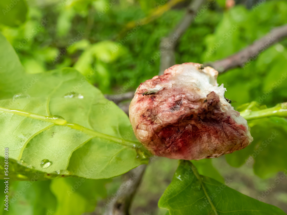 Young gall of gall wasp (Biorhiza pallida) on English oak (Quercus robur) formed after the wasp lays eggs inside with tiny gall wasp crawling on formation Young gall of gall wasp (Biorhiza pallida) on English oak (Quercus robur) formed after the wasp lays eggs inside with tiny gall wasp crawling on formation