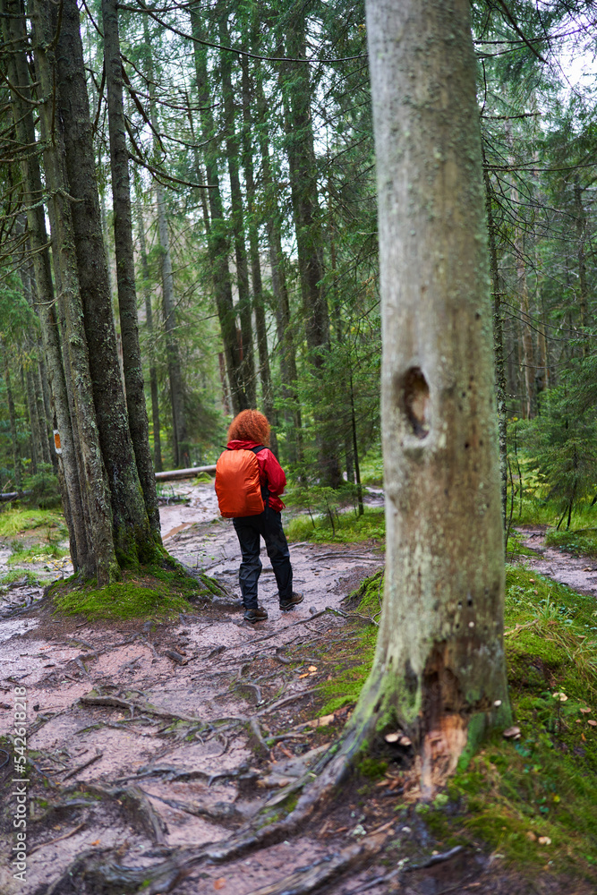 Nature photographer hiking in the pine forest on the mountain