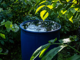 Blue, plastic water barrel reused for collecting and storing rainwater for watering plants full with water and water dripping from the roof during summer surrounded with vegetation