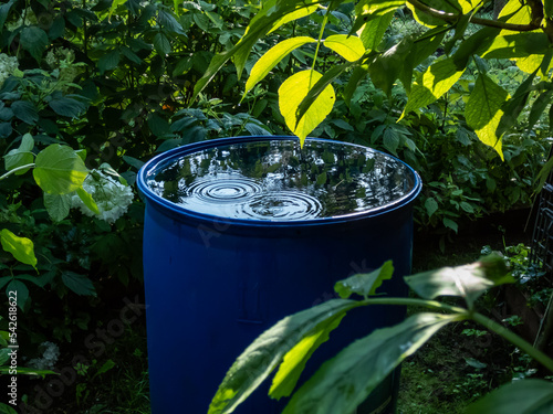 Blue, plastic water barrel reused for collecting and storing rainwater for watering plants full with water and water dripping from the roof during summer surrounded with vegetation photo