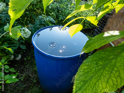Tableau sur toile Blue, plastic water barrel reused for collecting and storing rainwater for water