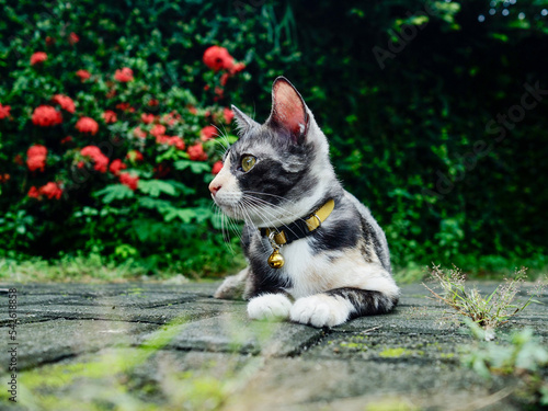 cat in the garden. Cat relaxing in the garden. (ID: 542618858)