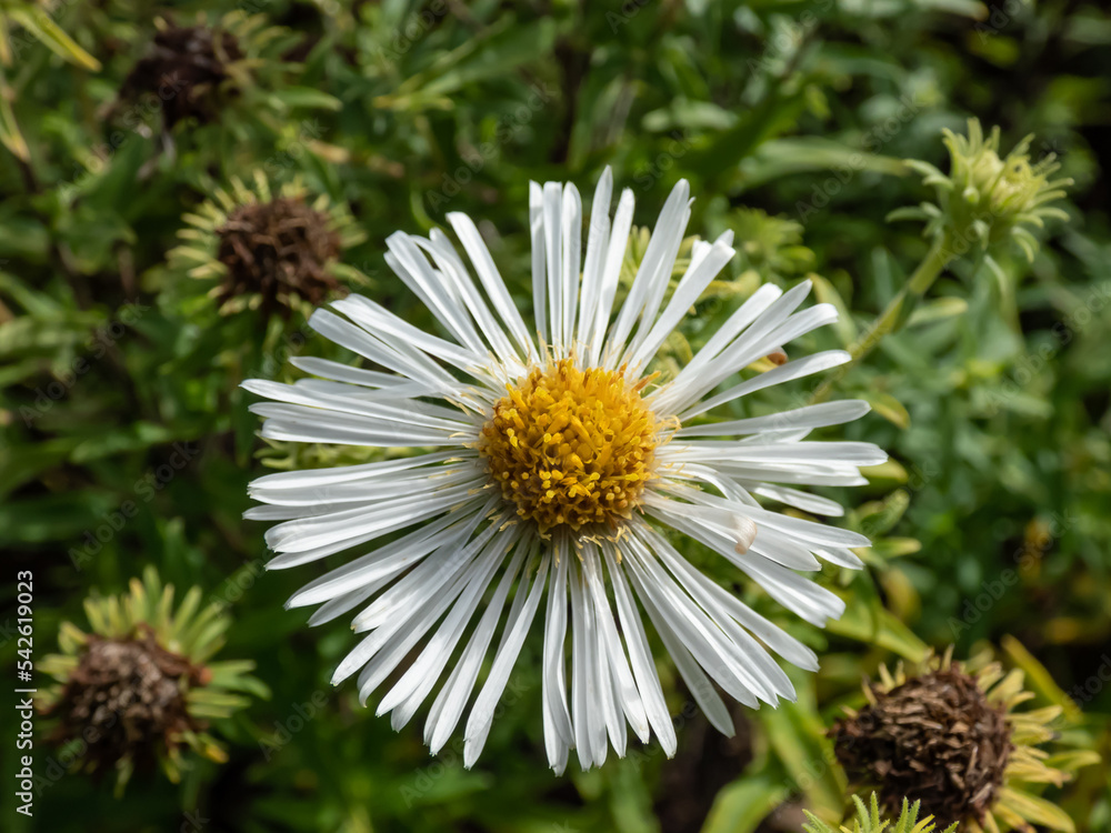 custom made wallpaper toronto digitalNew England aster (Aster novae-angliae) 'Alba' flowering with white flowers with yellow center in autumn