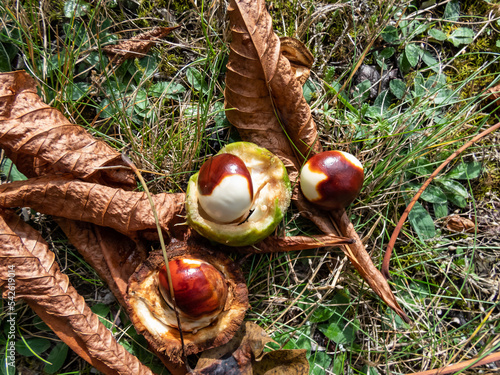 Closeup view of fresh horse chestnuts (Aesculus hippocastanum) unripe and partly brown. Development of a fruit of a chestnut with green shell around photo