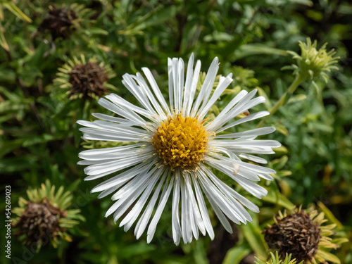 Wallpaper Mural New England aster (Aster novae-angliae) 'Alba' flowering with white flowers with yellow center in autumn Torontodigital.ca
