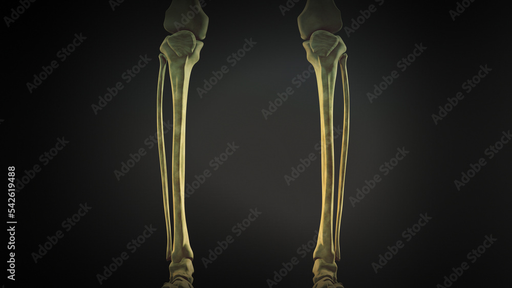 Poster Tibia and Fibula of human skeleton – Wall Art | UkPosters