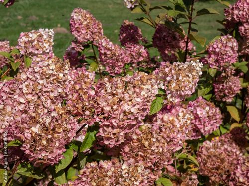 Hydrangea paniculata 'Sundae Fraise' boasting loose, fluffy, conical flower heads at the tips of arching branches. Florrets turn to strawberry pink and pinkish-red in autumn photo