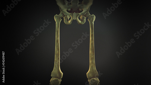 Femur bone of human skeleton photo