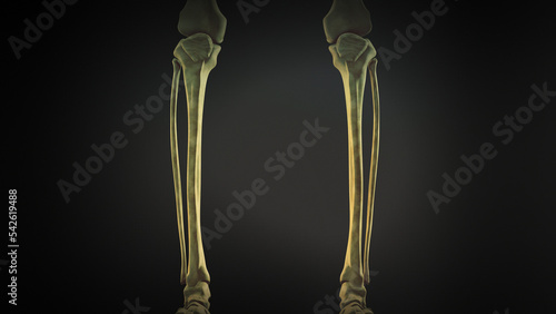 Tibia and Fibula of human skeleton photo