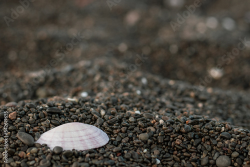 Close up shell amongst the pebbles in Seatoun