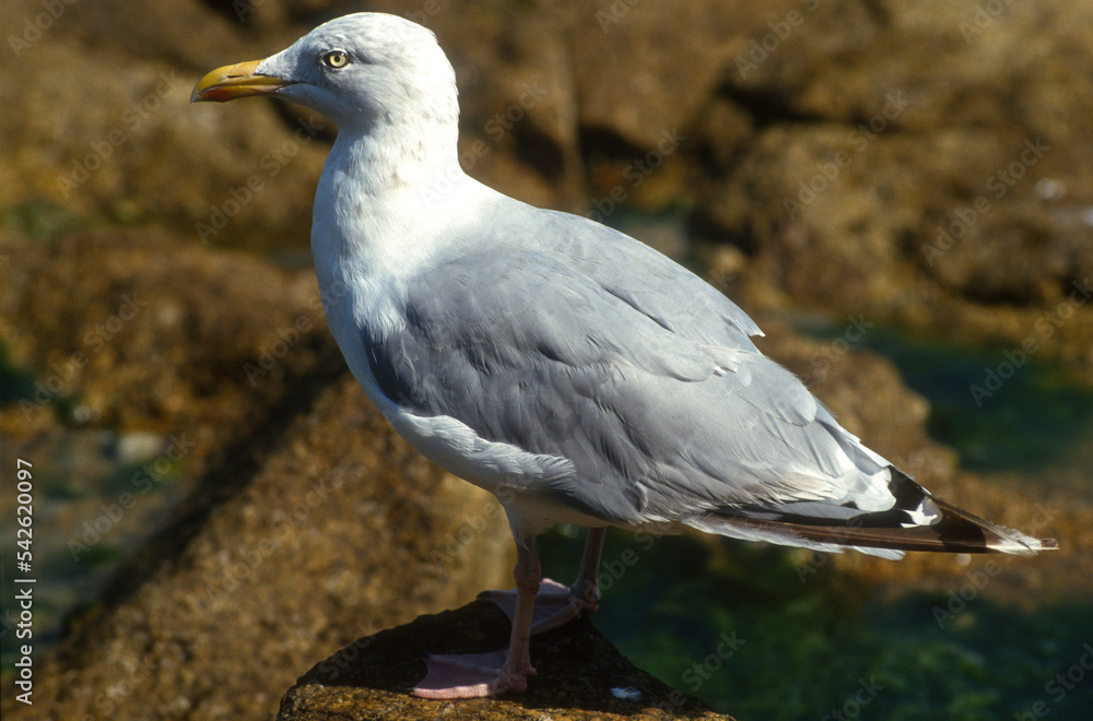 Goéland argenté, Larus argentatus, European Herring Goéland argenté, Larus argentatus, European Herring