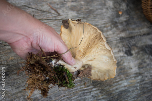 CLoseup of big mushroom in hand on wooden table background