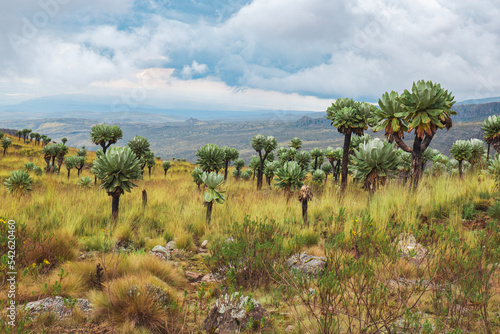 Giant groundsels growing in the moorland eceological zone of the Aberdare National Park  Kenya