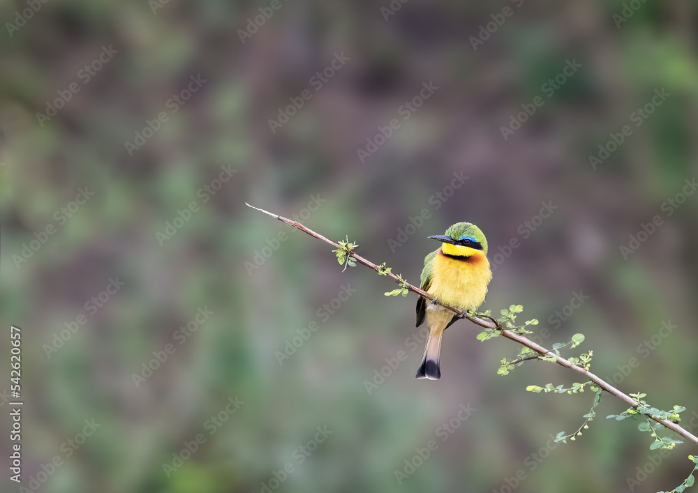 Little bee-eater, merops pusillus, perched on a branch at the edge of the Mara river, Masai Mara, kenya. Soft foliage background with space for text Little bee-eater, merops pusillus, perched on a branch at the edge of the Mara river, Masai Mara, kenya. Soft foliage background with space for text