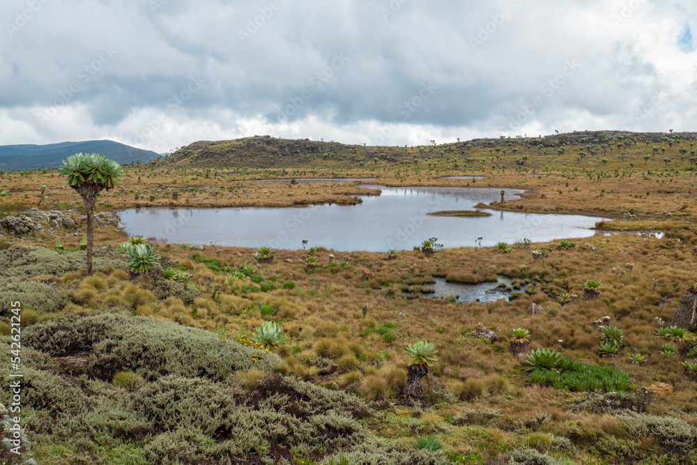 A water pond in the 7ponds hiking trail at Aberdare National Park, Kenya