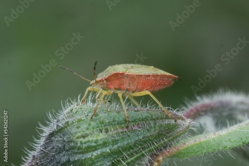 Upward angle closeup on the green shieldbug, Palomena prasina © Henk