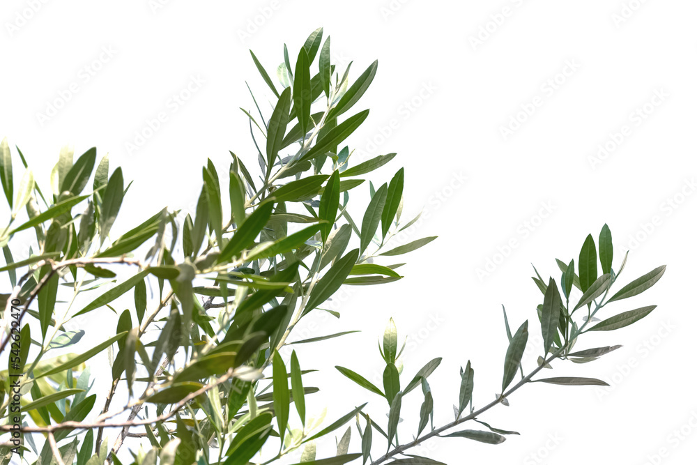 Fototapeta premium rameaux d’olivier sur fond blanc 