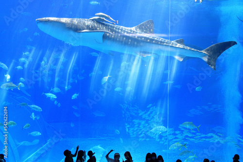 水族館の水槽でゆっくり泳ぐジンベイザメ photo