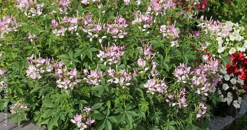 (Tarenaya hassleriana oder Cleome spinosa) Blumenbeete von Rosa Sorte der Spinnenblumen, bienenfreundliche mit verzweigten Stängeln, die sich im Wind biegen photo