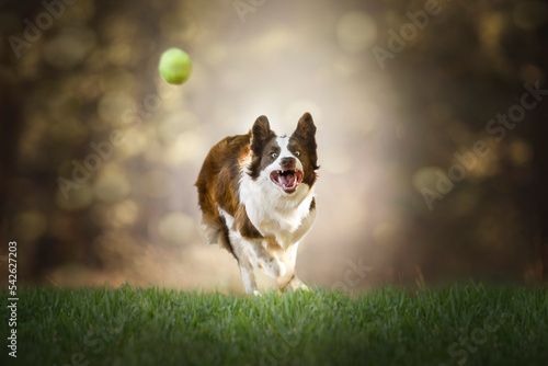 Obraz na plátně Border collie cute portrait chasing ball