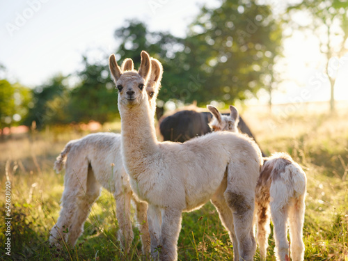 Beautiful sunrise farm scene with group of grey  brown and black alpacas walking and grazing on grassy hill backlit at sunrise with trees in background. Summer in French farmland