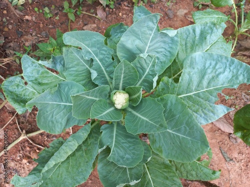 Tableau sur toile Very beautiful white flower in the garden of Cauliflower village, Brassica oleracea var