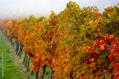 colorful autumn vineyards in the mist