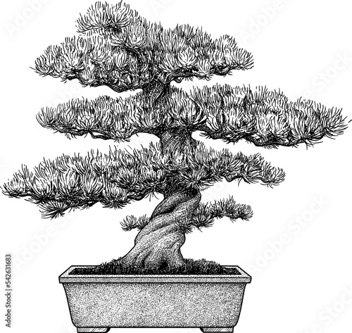 Bonsai illustration, drawing, engraving, ink, line art, vector