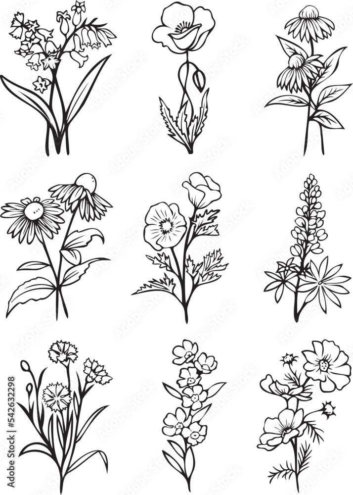 wildflower bundle, botanical bundle, floral, flower, botanical clipart, flower clipart, set of