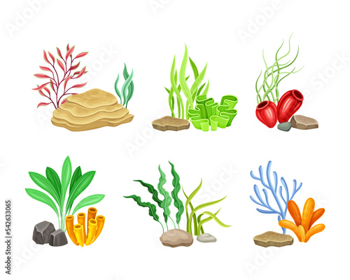 Fototapeta Naklejka Na Ścianę i Meble -  Set of seaweeds and stones set. Marine underwater life and aquarium flora vector illustration