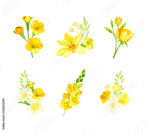 Set of beautiful yellow flowers set. Elegant blooming plants vector illustration