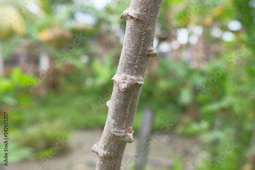 Close up of a cassava stem.