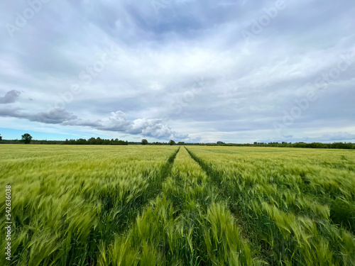 Countryside agricultural landscape with young rye wheat sprouts and cloudy sky. Selective focus