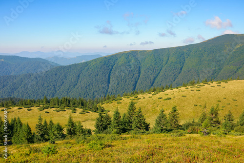 carpathian mountain landscape in summer. coniferous forest on the grassy hillside. hills and meadows in morning light. tourism and vacation season