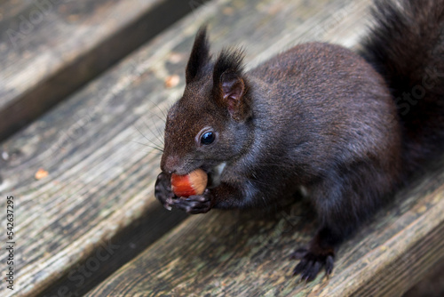 Black squirrel, schwarzes Eichhörnchen bei der Futtersuche