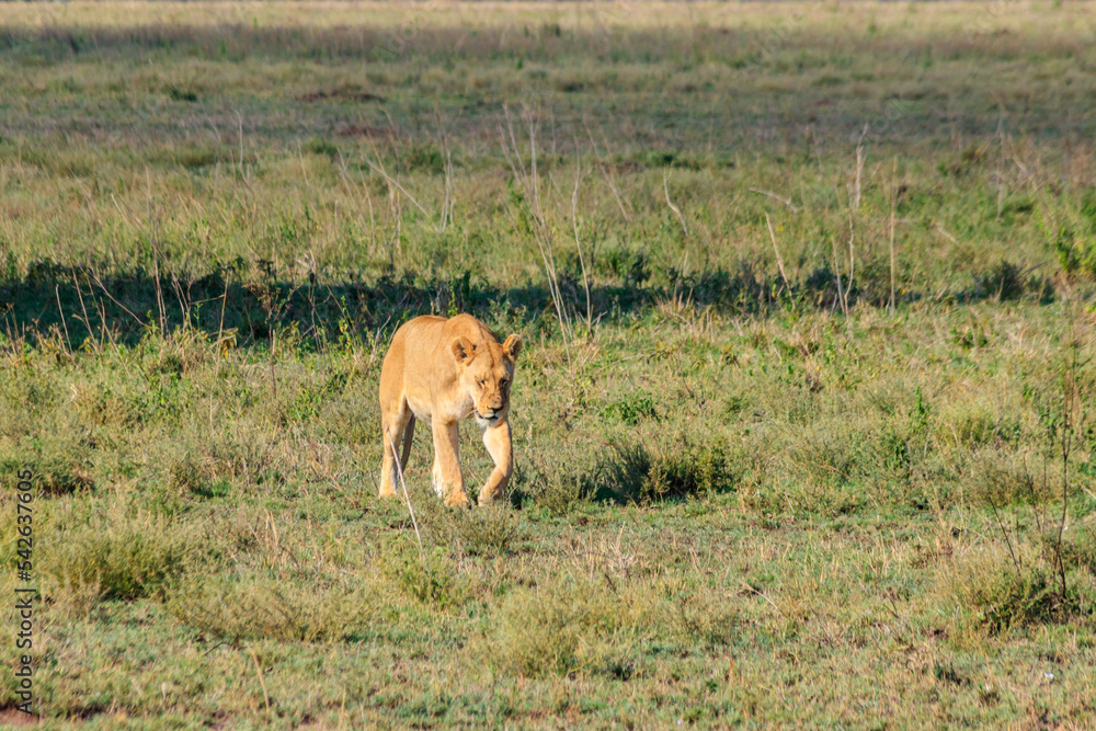 Lioness (Panthera leo) walking in savannah in Serengeti national park, Tanzania Lioness (Panthera leo) walking in savannah in Serengeti national park, Tanzania