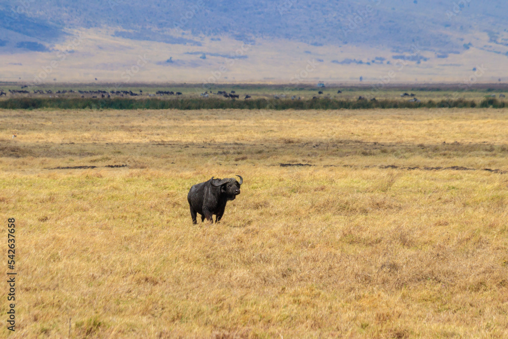 African buffalo or Cape buffalo (Syncerus caffer) in Ngorongoro Crater National Park in Tanzania. Wildlife of Africa African buffalo or Cape buffalo (Syncerus caffer) in Ngorongoro Crater National Park in Tanzania. Wildlife of Africa