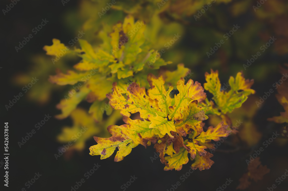 leaves in autumn leaves in autumn