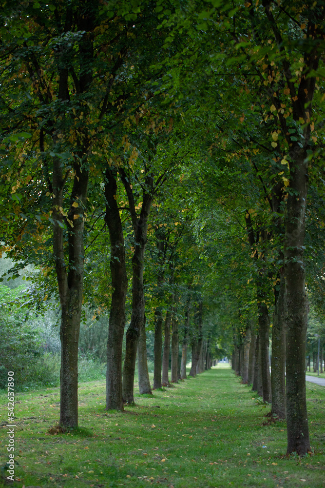 green park with silent trees